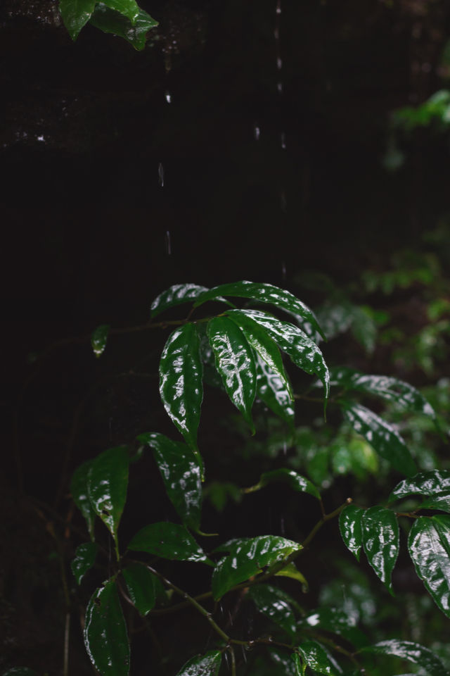 樂山人有自己的熱帶雨林 樂山人有自己的熱帶雨林