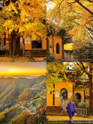 合肥から1時間直行、11月末限定の黄金の秘境