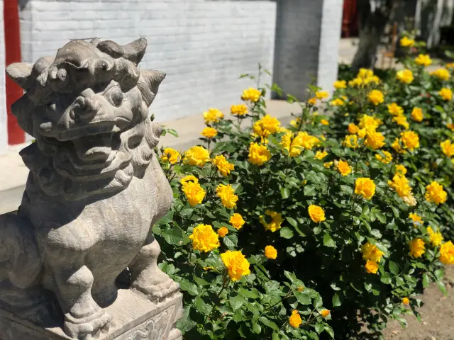 🌸 Hidden Sea of Flowers in the Imperial Capital! Yuan Dadu City Wall Relics Park's Secret Photo Spot Revealed!

