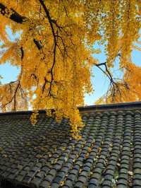 淄博白石洞11月遊玩攻略:邂逅千年銀杏之美