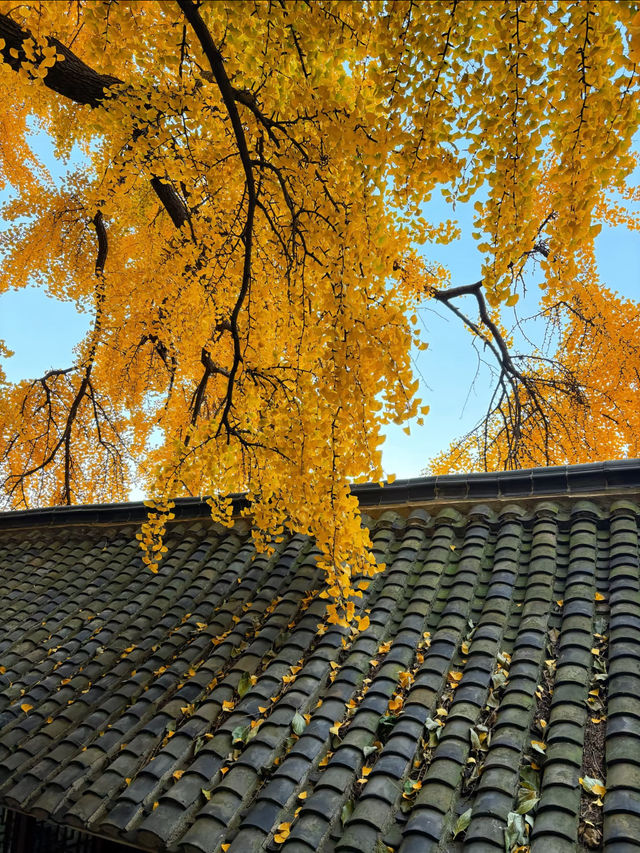 淄博白石洞11月遊玩攻略:邂逅千年銀杏之美 淄博白石洞11月遊玩攻略:邂逅千年銀杏之美