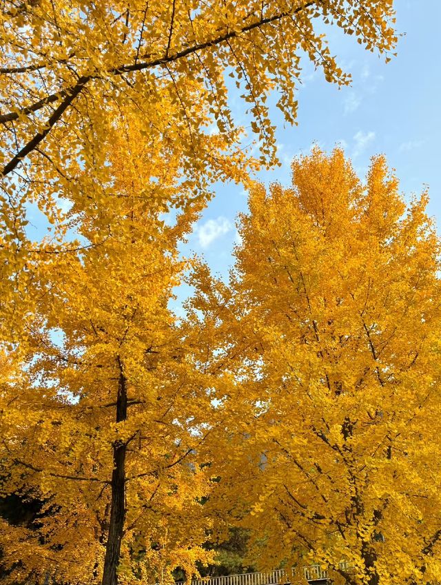 曲江秋日限定金黃秘境