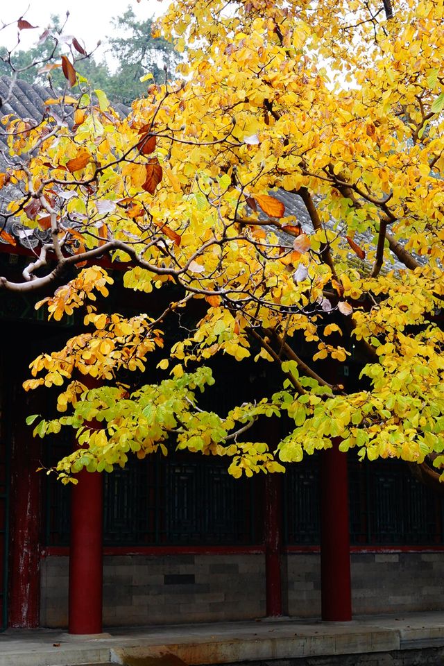 立冬的頤和園#北京的秋冬