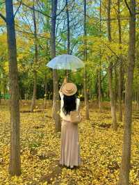 西安小眾賞秋秘境浐灞濕地公園銀杏打卡攻略