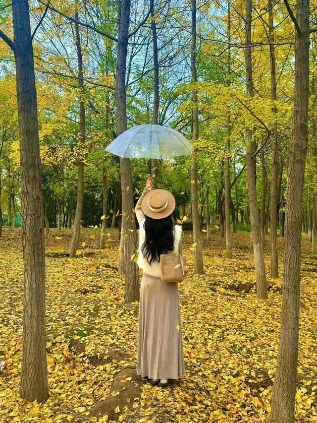 西安小眾賞秋秘境浐灞濕地公園銀杏打卡攻略