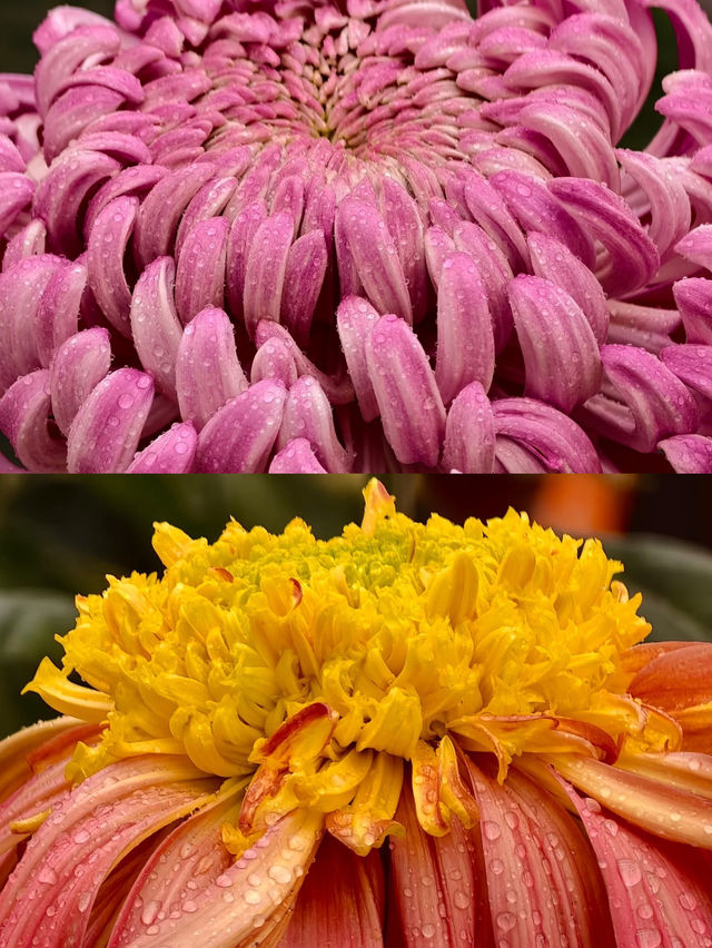 秋遊必衝鄭州-洛陽-開封寶藏之旅