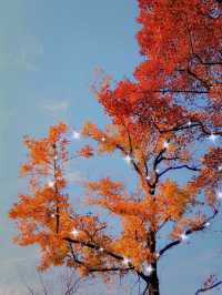 邯鄲賞秋必去地！磁縣天保寨的紅葉讓你美哭