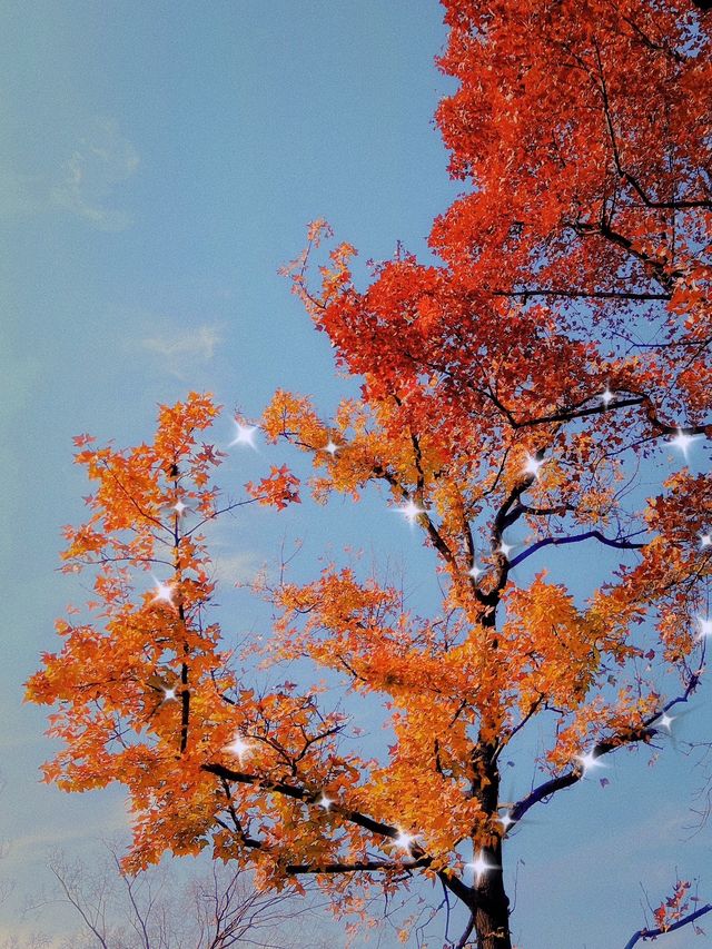 邯鄲賞秋必去地！磁縣天保寨的紅葉讓你美哭