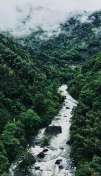 大紅袍品茶體驗