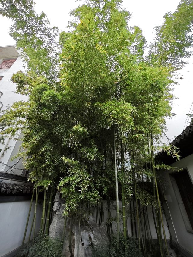 江南園林天花板在這裡