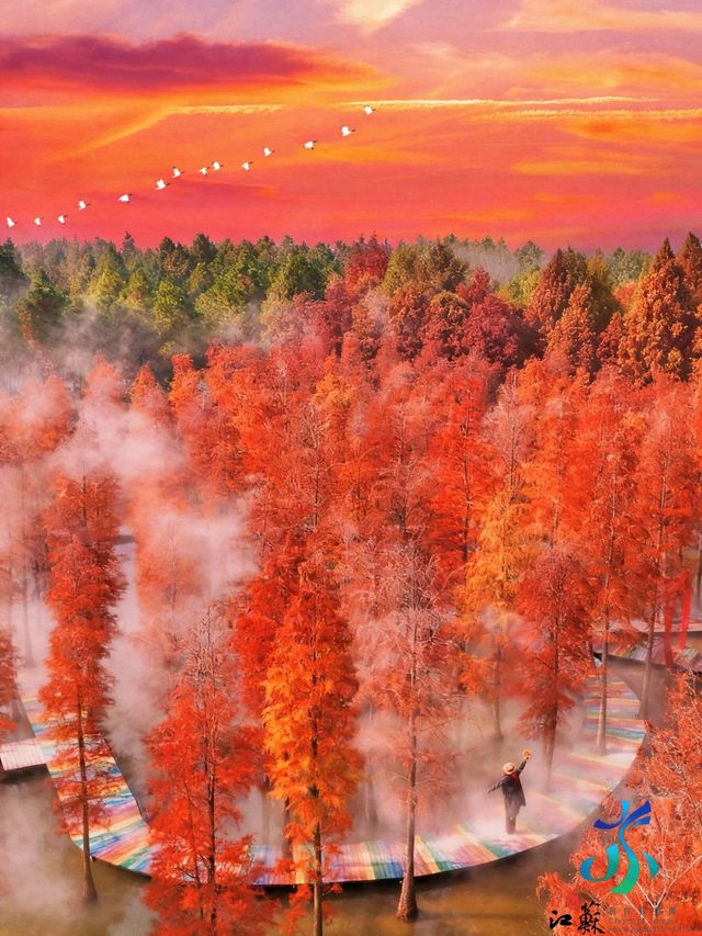 11月限定洪澤湖濕地水杉紅了無人機實拍真殺瘋了 11月限定洪澤湖濕地水杉紅了無人機實拍真殺瘋了