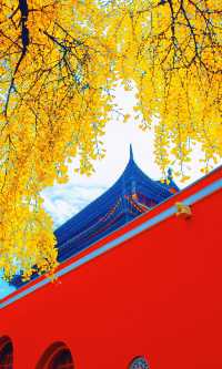 南京必打卡！紅牆銀杏出片神地，比故宮人少好看！