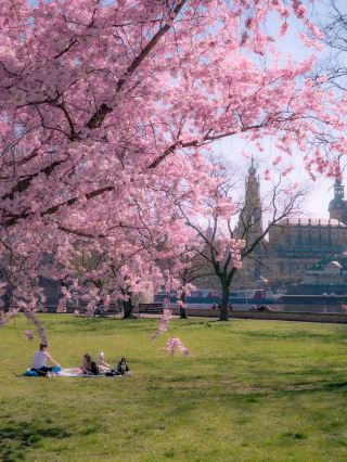 Spring in Dresden, don't miss this spot