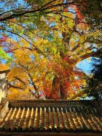 錯峰親測！青島3天超順攻略