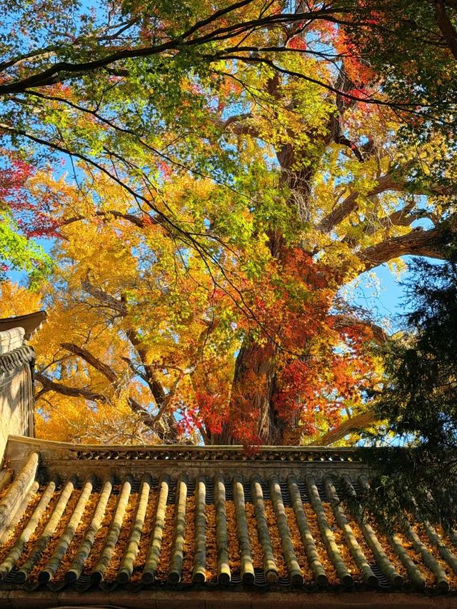 錯峰親測！青島3天超順攻略