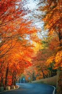 賞楓必去小眾秘境