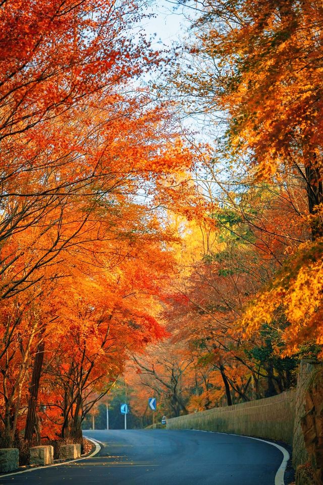 賞楓必去小眾秘境