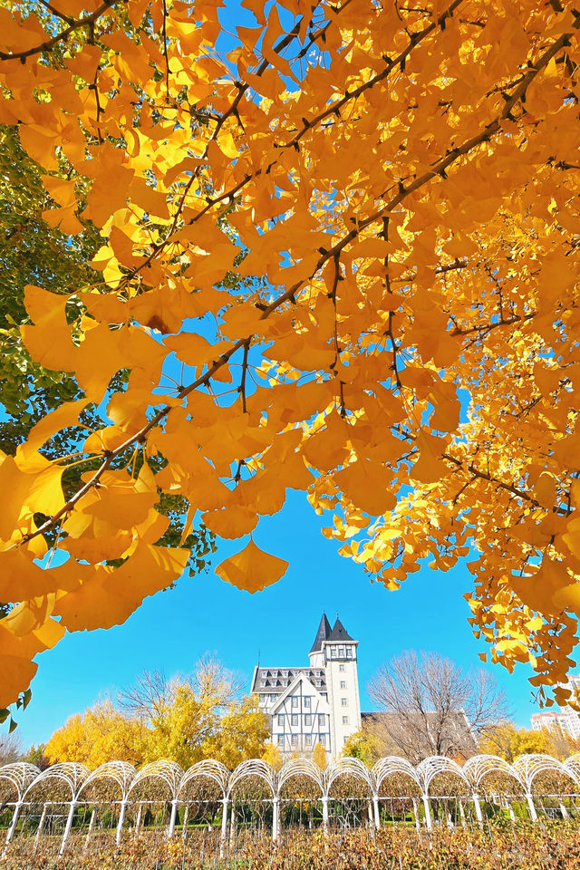 秋日煙台必住海景房