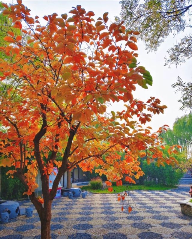 北方小江南｜磁州水墨園，一眼就驚艷的古風勝地