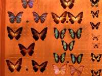 Самый красивый Шанхайский музей природы 🦖🇨🇳