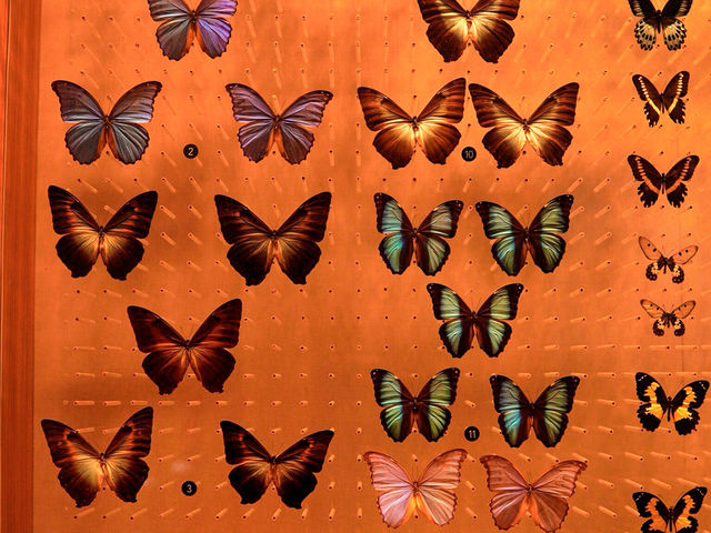 Самый красивый Шанхайский музей природы 🦖🇨🇳