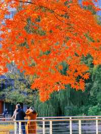 上海黃浦南園遊玩全攻略來了!!!