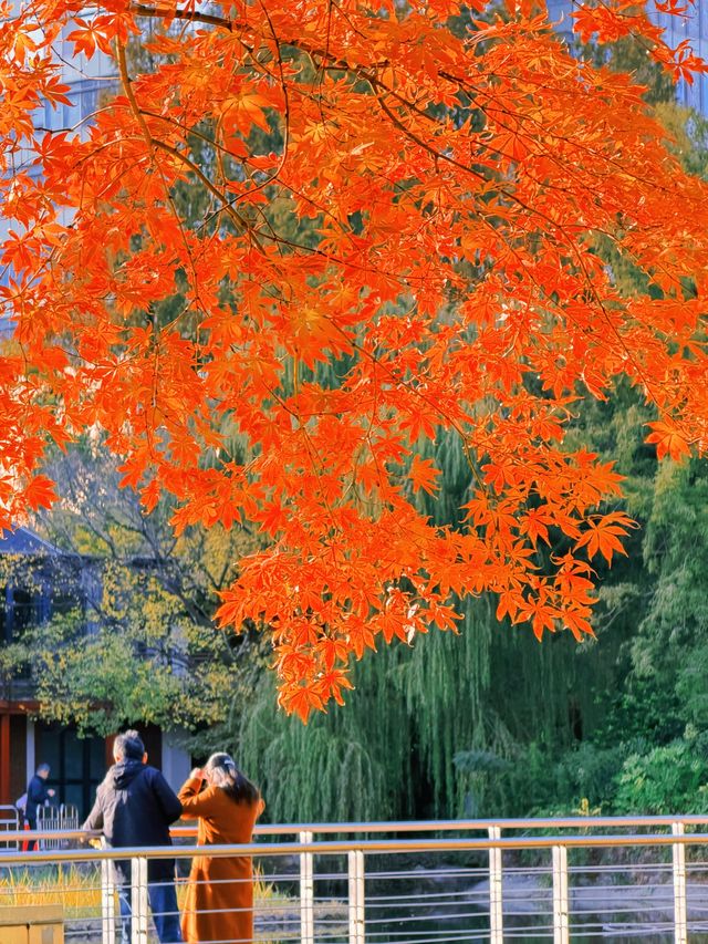 上海黃浦南園遊玩全攻略來了!!! 上海黃浦南園遊玩全攻略來了!!!