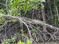 這個冬天，去亞庇與大自然來一次難忘邂逅