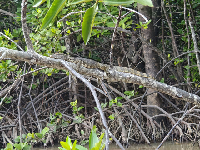 這個冬天，去亞庇與大自然來一次難忘邂逅