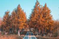 泉州秋日限定落羽杉紅了!這抹金黃必打卡