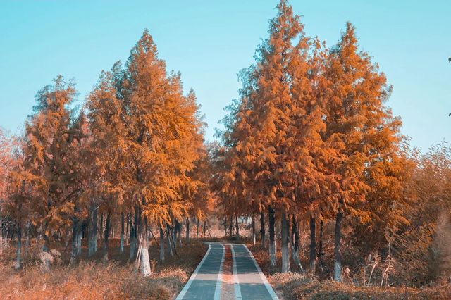 泉州秋日限定落羽杉紅了!這抹金黃必打卡 泉州秋日限定落羽杉紅了!這抹金黃必打卡