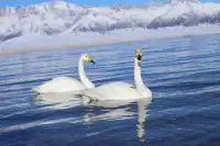 新疆已歸 這一趟值當沒白活!