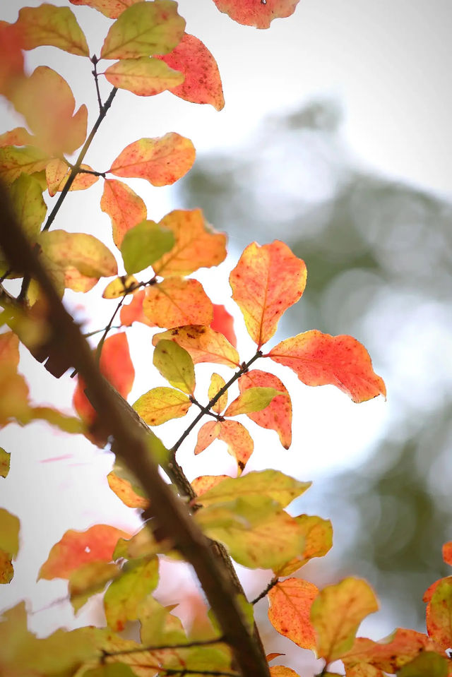 上海市區的秋日火焰!共青森林公園紅楓正當時 上海市區的秋日火焰!共青森林公園紅楓正當時