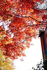 廬山賞秋必去！牯嶺鎮楓葉紅透的浪漫時光