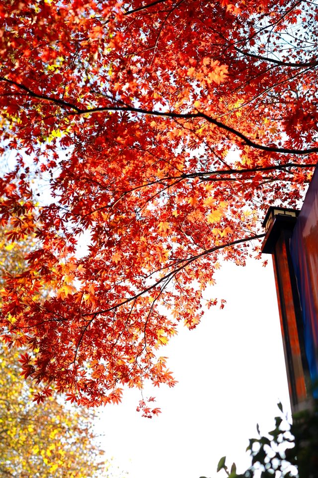 廬山賞秋必去！牯嶺鎮楓葉紅透的浪漫時光