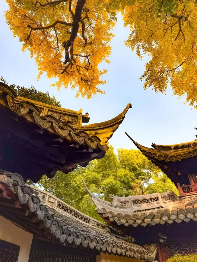 豫園古銀杏迎秋金色浪漫