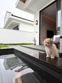 萌寵友好酒店TOP1