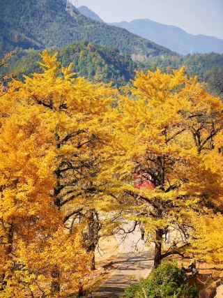 The best place to admire ginkgo trees is Tongzi'ao in Hunan! 3,000 ancient ginkgo trees are stunning