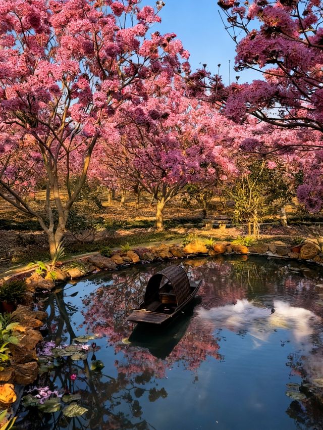 闖入油畫世界廣東這片紫粉花海美到窒息
