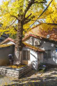 武漢秋景實拍!從未見過如此盛大的秋天