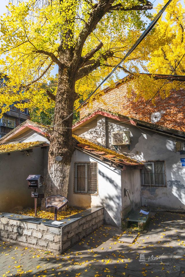 武漢秋景實拍!從未見過如此盛大的秋天 武漢秋景實拍!從未見過如此盛大的秋天