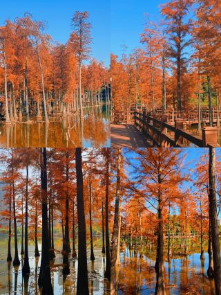 It's a pity you didn't come to Yichun 🍂 The ultimate autumn check-in guide