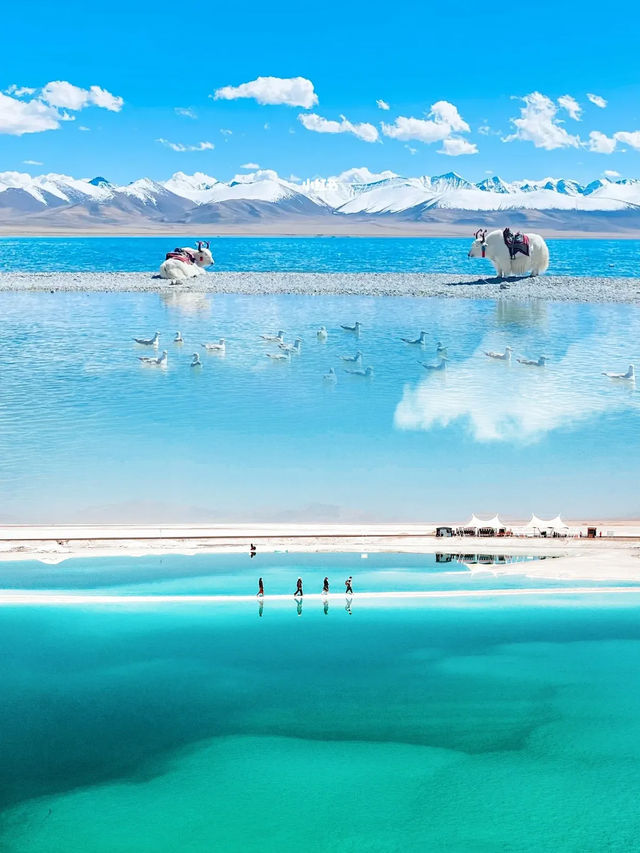 青甘大環線6日遊的費用大概是多少? 青甘大環線6日遊的費用大概是多少?