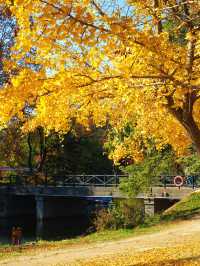 怕你們錯過!再次提醒:共青銀杏濃度已超標