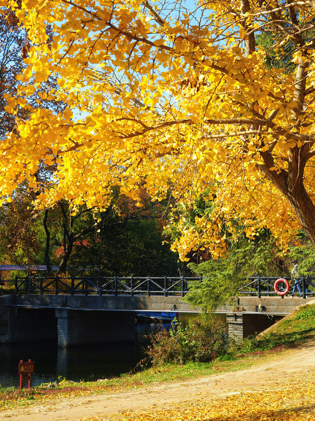 怕你們錯過!再次提醒:共青銀杏濃度已超標 怕你們錯過!再次提醒:共青銀杏濃度已超標
