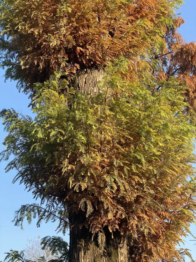 諸暨靈山坞|被銀杏和徒步治癒的秋天 諸暨靈山坞|被銀杏和徒步治癒的秋天