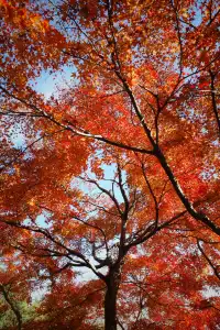 莫干山蔣公古道反穿10KM|楓葉超美