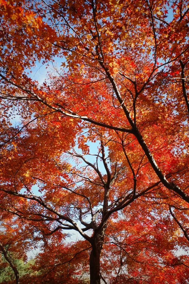 莫干山蔣公古道反穿10KM|楓葉超美 莫干山蔣公古道反穿10KM|楓葉超美