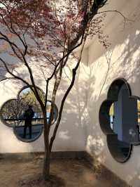 12月共青楓葉紅了銀杏黃了(附出片打卡點)