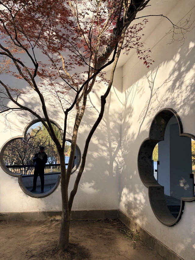 12月共青楓葉紅了銀杏黃了(附出片打卡點) 12月共青楓葉紅了銀杏黃了(附出片打卡點)